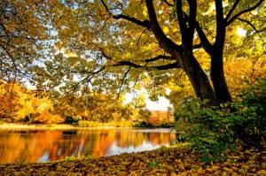 Goldener Herbst mit ruhigem See im Park :)